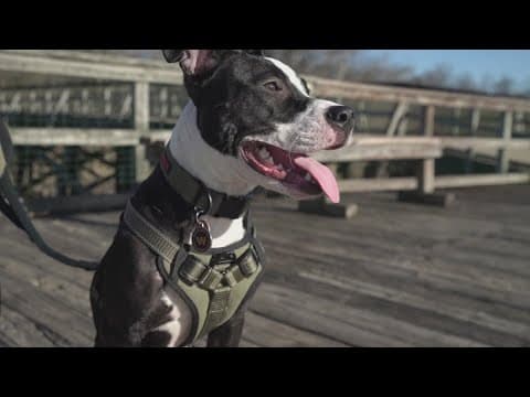 Hope at the Humane Rescue Alliance