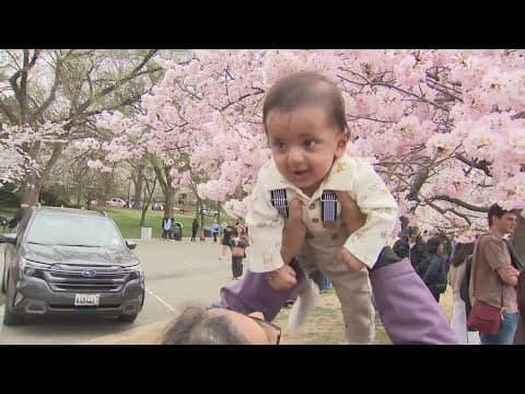Cherry blossoms reach peak bloom Friday in Washington, D.C., as visitors swarm Tidal Basin