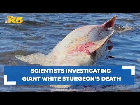 Mysterious giant white sturgeon could shed light on toxins in Lake Washington