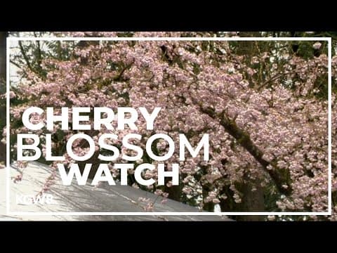Cherry blossoms bloom at Portland's Japanese Garden