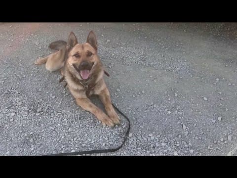 US Customs and Border Protection K9 airlifted following rattlesnake bite