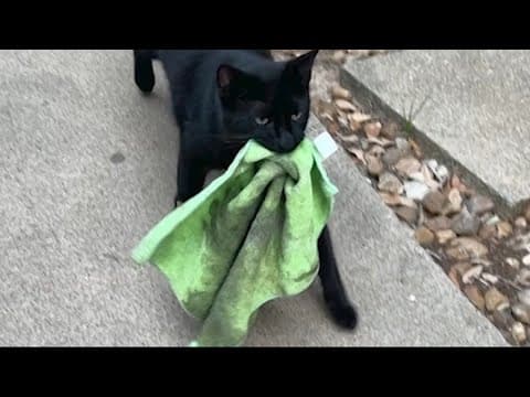 This Katy-area cat burglar has been committing the purr-fect crimes