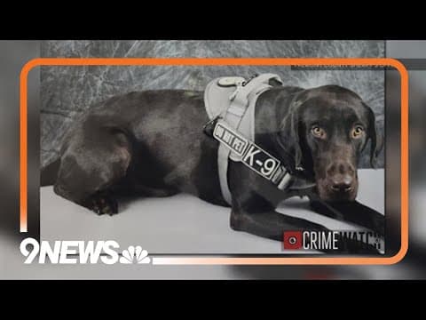 Law enforcement K-9 found dead