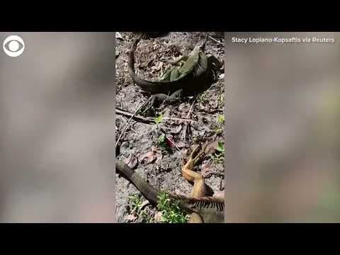 Cold-stunned iguanas fall out of trees in Florida