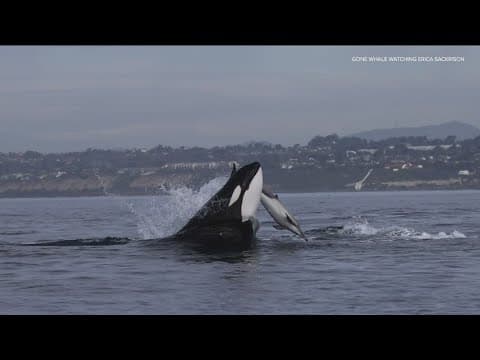 Killer whales and baby spotted off coast of San Diego