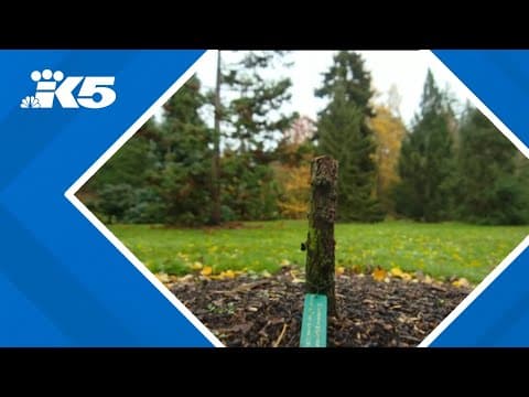 Rare endangered tree stolen from Seattle's Washington Park Arboretum
