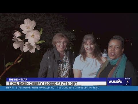 Late night cherry blossom fun