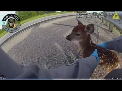 OSHP bodycam shows tropper lend helping hand to baby fawn on side of the road