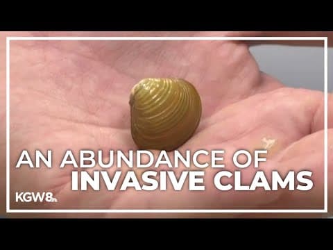 Study looks at numbers of invasive Asian clams found in the Columbia River
