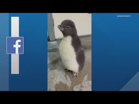 Baby penguin born at Indianapolis Zoo