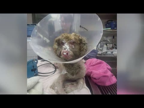 Fate leads dog that survived a heartbreaking highway tragedy to his forever family