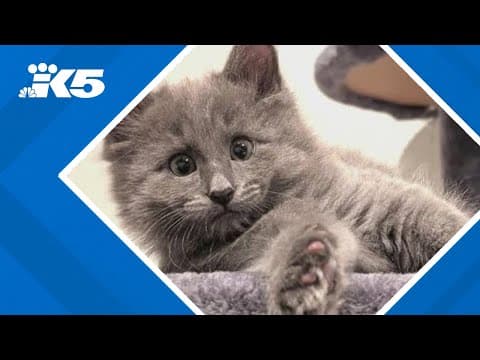 Have you seen this kitten? He was stolen from a Lynnwood adoption room, says a local rescue