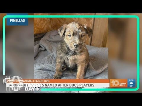 Suncoast Animal League names adoptable puppies after Bucs players