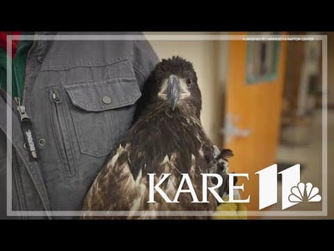 Warm start to winter delays release of several juvenile eagles into the wild