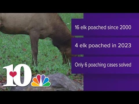 TWRA: 4 elk poached over last fall and winter in East Tennessee