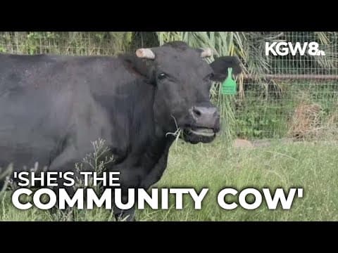 Escaped cow gets second lease on life in Arizona: Meet Mootilda