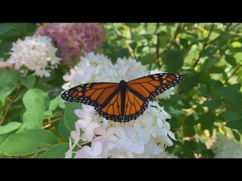 Eastern monarch butterfly population has dramatically declined over past two decades