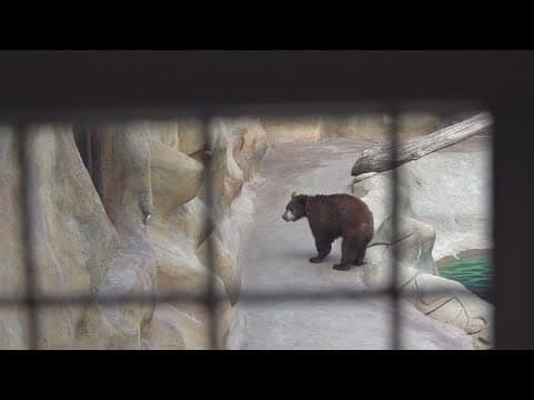 Actor Joaquin Phoenix backs push to free two bears in tourist attraction