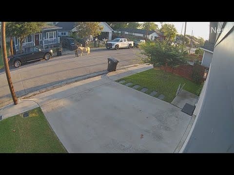 A disabled pony was stolen from north Houston home. Then, the community stepped up to get him back.