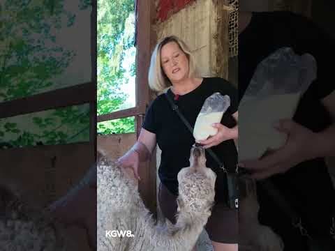 Oregon City camel staying cool with personal outdoor air conditioner amid severe heat