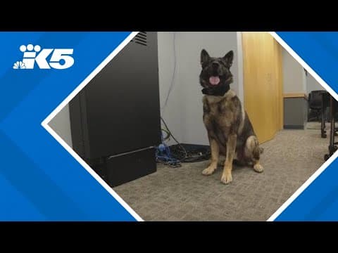 Fentanyl-detecting police dogs are now on the streets of western Washington