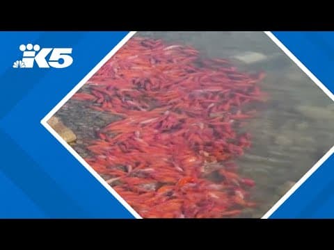 Discarded goldfish have taken over a pond in Nevada
