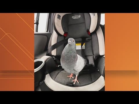 Friendly pigeon gets adopted by New Jersey woman | Get Uplifted