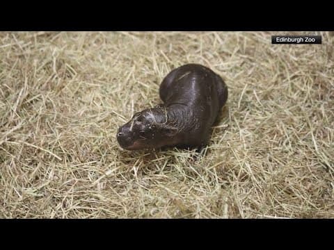 Baby hippo named Haggis goes viral