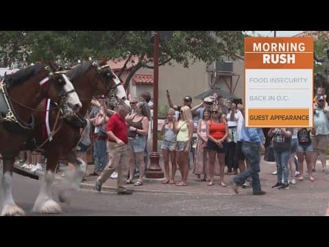 Budweiser Clydesdales make an appearance in the Stockyards