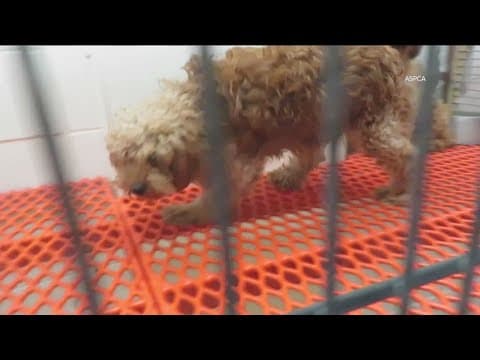 San Diego Humane endorses bill that ends CA puppy mill pipeline