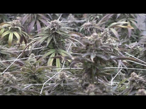 TN Senate passes bill effectively banning the sale of THCA