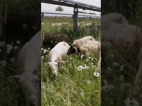 Sheep replace lawn mowers at Duluth solar plant
