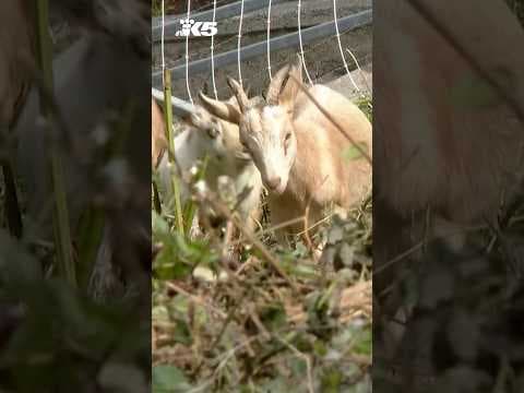 Goat squad gardening at Tacoma's Stadium High School