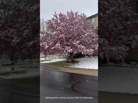 Flowering trees Thursday to Friday