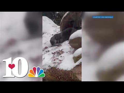 Knoxville zoo animals enjoy snow