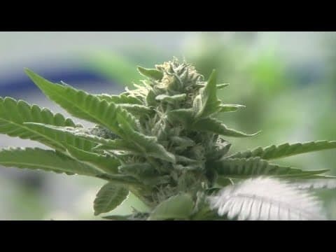 Republican state lawmakers working to legalize marijuana