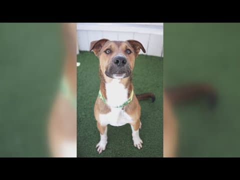Munty from Rancho Coastal Humane Society needs a home