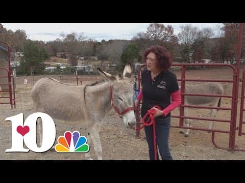 25 Days of Giving: East Tennessee Miniature Horse and Donkey Rescue