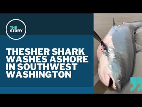 Thresher shark washes ashore in southwest Washington