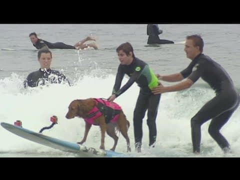 Ricochet, San Diego’s surfing therapy dog, dies at 15