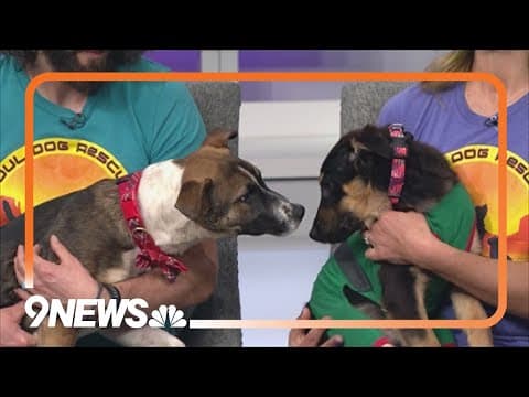 Petline9 | Carlino and Bacon Bit need a forever home
