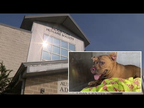 'Justice for Lucky' | Dog dies after being burned and beaten near Fifth Ward