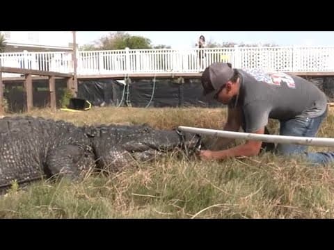 Hurricane Beryl Texas preps: 37 gators moved from S. Padre to Beaumont
