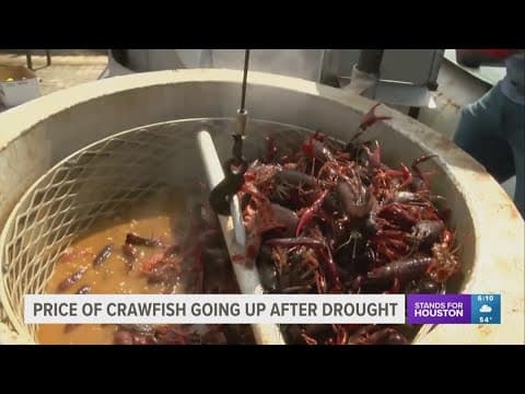 Here's why you may be paying a little more for crawfish this season