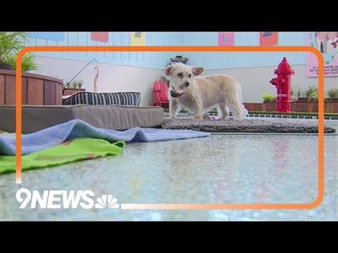 Pepper's Senior Dog Sanctuary hosting benefit concert in September