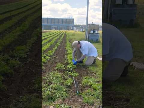 Washington prison gardens grow donations for food banks