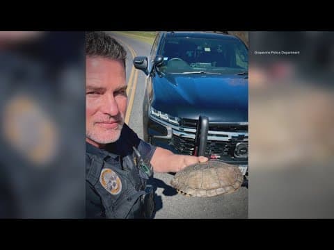 Texas police department posts about wildlife safety after officer helps turtle cross road