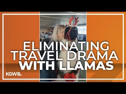 PDX will see more therapy alpacas, llamas to ease travel stress