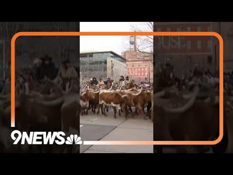 Cowboys lead longhorn cattle through Denver to start 2024 National Western Stock Show parade