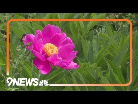 Rainy spring brings June flowers